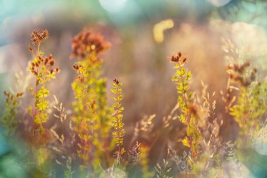 Çiçek çayırında güneşli bir gün. Güzel doğal arkaplan.