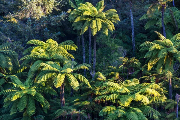 ニュージーランドの木のシダ 美しい緑の風景を持つ森 — ストック写真