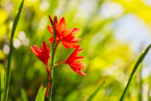 Verbazingwekkende Kleurrijke Bloem Zomer Tuin — Stockfoto