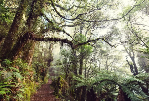 Foresta Tropicale Della Giungla Della Nuova Zelanda Verde Sfondo Naturale — Foto Stock