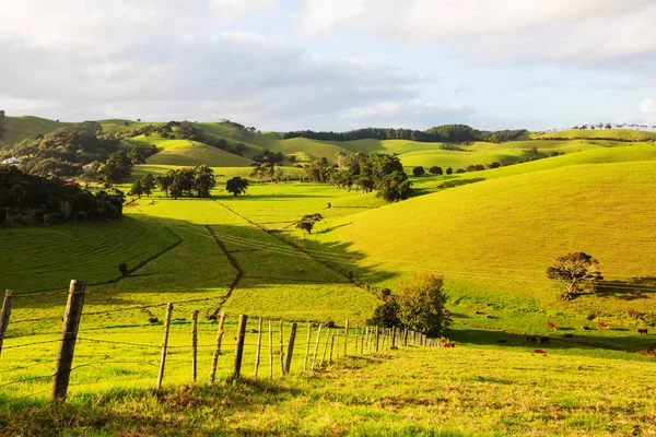 Piękny Krajobraz Wiejski Nowej Zelandii Zielone Wzgórza Drzewa — Zdjęcie stockowe