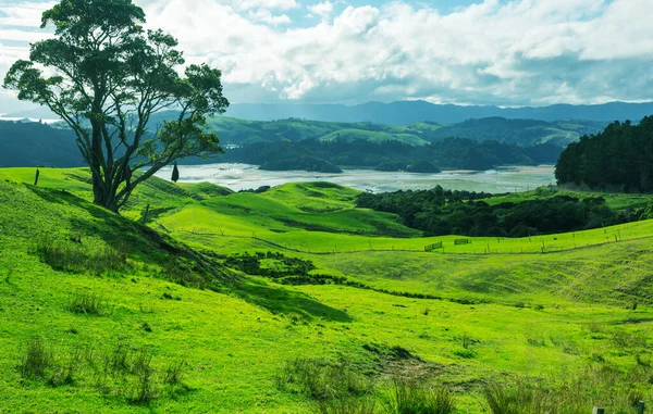 Prachtig Landelijk Landschap Van Nieuw Zeeland Groene Heuvels Bomen — Stockfoto