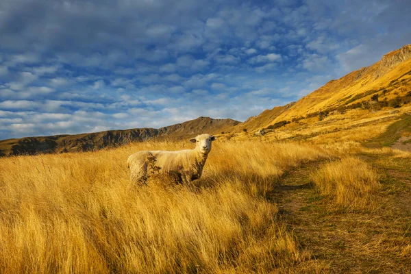 Πρόβατα Πράσινο Λιβάδι Στο Βουνό Αγροτική Σκηνή Στη Νέα Ζηλανδία — Φωτογραφία Αρχείου