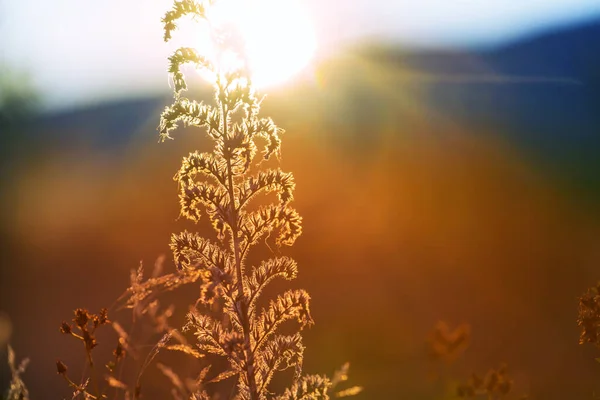 Dia Ensolarado Prado Das Flores Fundo Natural Bonito — Fotografia de Stock