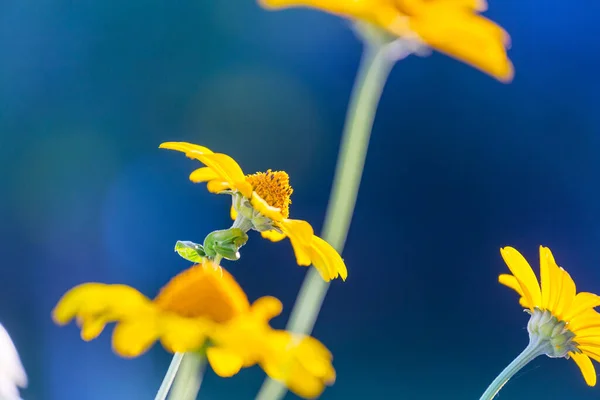 这些美丽花朵的特写镜头 适合花的背景 — 图库照片