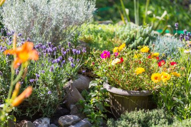 Yaz bahçesinde inanılmaz taze çiçekler.