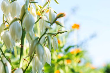 Güzel çiçeklerin yakın çekimi. Çiçek arkaplanı için uygun.