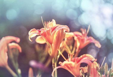 Güzel çiçeklerin yakın çekimi. Çiçek arkaplanı için uygun.