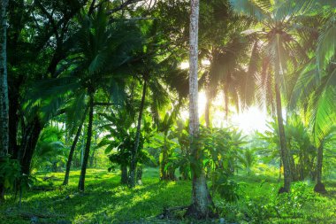 Orta Amerika, Kosta Rika 'da Sisli Yağmur Ormanları