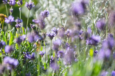 Yaz bahçesinde lavanta çiçekleri