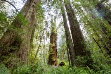 Yaz mevsiminde Sequoias Ormanı