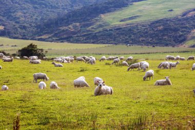 Yeşil dağ çayırındaki koyunlar, Yeni Zelanda 'daki kırsal alan.