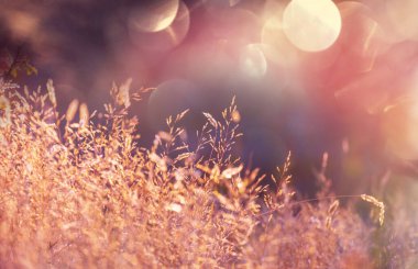 Çiçek çayırında güneşli bir gün. Güzel doğal arkaplan.