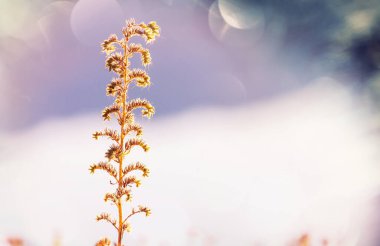 Çiçek çayırında güneşli bir gün. Güzel doğal arkaplan.