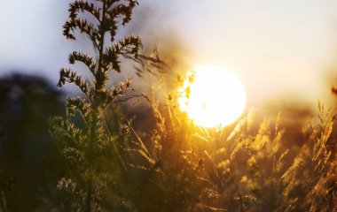 Çiçek çayırında güneşli bir gün. Güzel doğal arkaplan.