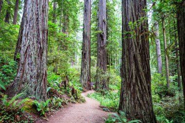 Yaz mevsiminde Sequoias Ormanı