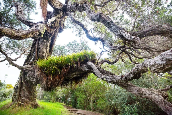 Unusual Big Tree New Zealand Wanderlust Concept — Stock Photo, Image