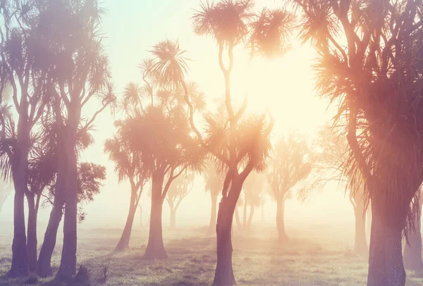 Необычные Местные Капустные Деревья Туманное Утро — стоковое фото