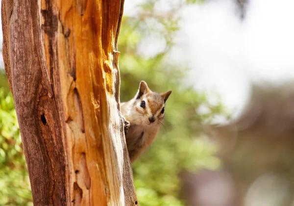 Esquilos Americanos Floresta Verão — Fotografia de Stock