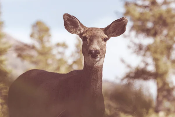 Rehe Auf Der Grünen Wiese Usa — Stockfoto