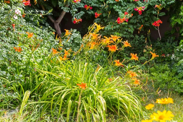 夏の庭で素晴らしい新鮮な花 — ストック写真