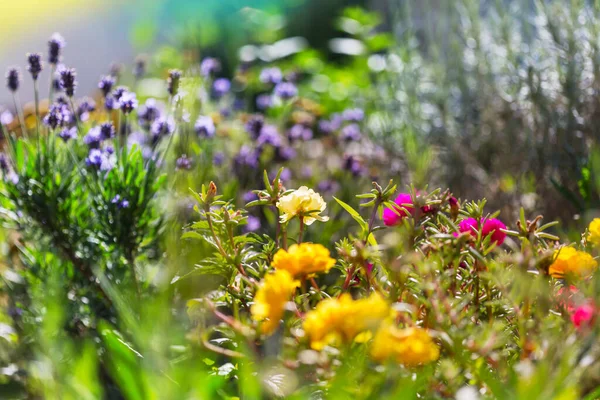 Amazing Fresh Flowers Summer Garden — Stock Photo, Image