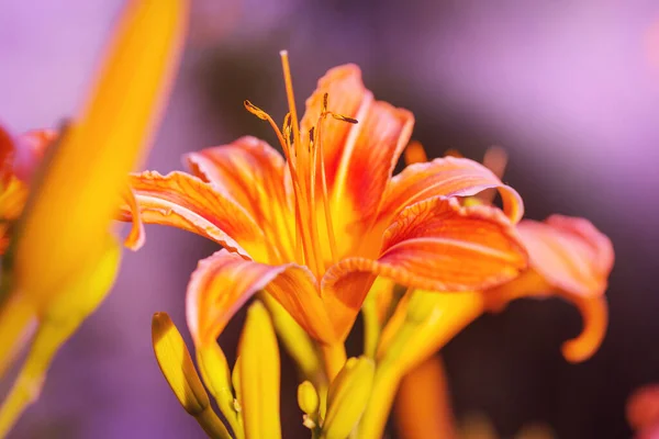 Primo Piano Dei Bellissimi Fiori Adatto Sfondo Floreale — Foto Stock