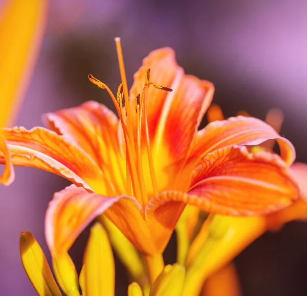 Nahaufnahme Der Schönen Blumen Geeignet Für Floralen Hintergrund — Stockfoto