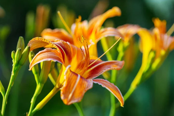 Närbild Vackra Blommorna Lämplig För Blommig Bakgrund — Stockfoto