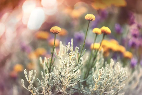 Primer Plano Las Hermosas Flores Adecuado Para Fondo Floral —  Fotos de Stock