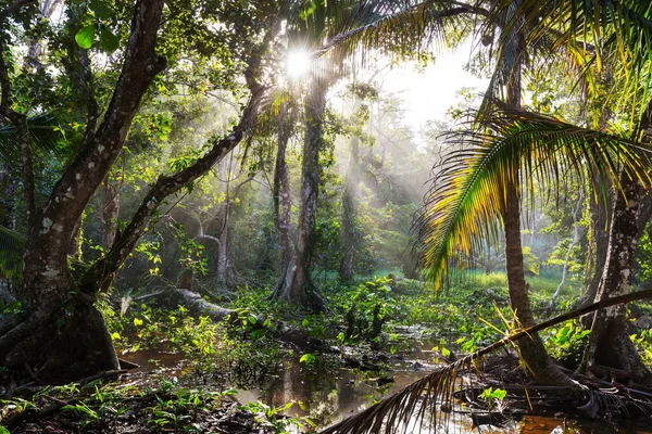 Orta Amerika Kosta Rika Sisli Yağmur Ormanları — Stok fotoğraf