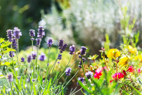 Flowers Lavender Summer Garden — Stock Photo, Image