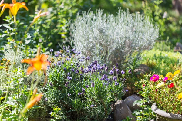 Fiori Lavanda Nel Giardino Estivo — Foto Stock