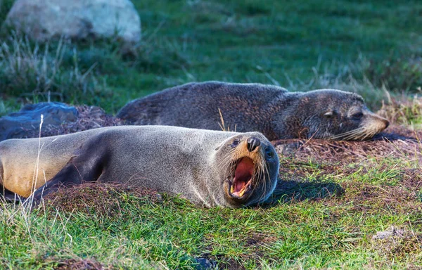 Mooie Ontspannende Zeehond Het Strand Hawaii Verenigde Staten — Stockfoto