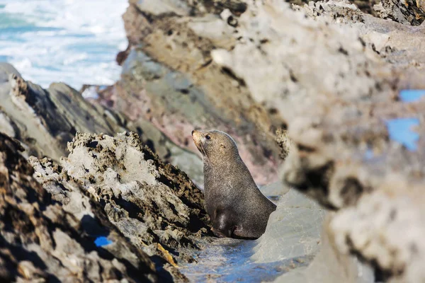 Bastante Relajante Foca Playa Nueva Zelanda —  Fotos de Stock