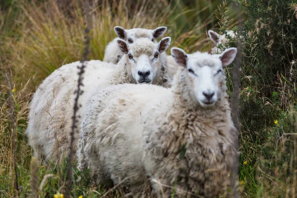 Sheep Green Mountain Meadow Rural Scene New Zealand — Stock Photo, Image