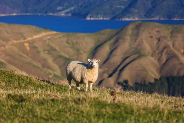 Ovelhas Prado Verde Montanha Cena Rural Nova Zelândia — Fotografia de Stock