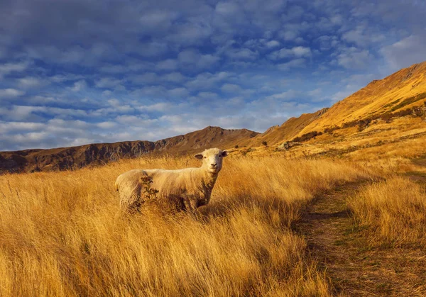 Sheep Green Mountain Meadow Rural Scene New Zealand — Stock Photo, Image