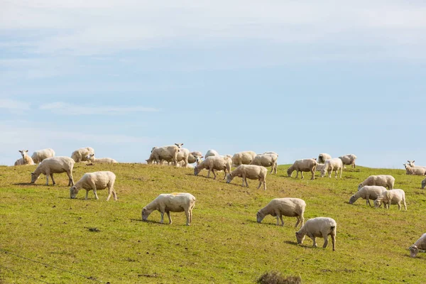 Lampaita Vihreällä Vuoristoniityllä Maaseutu Uudessa Seelannissa — kuvapankkivalokuva