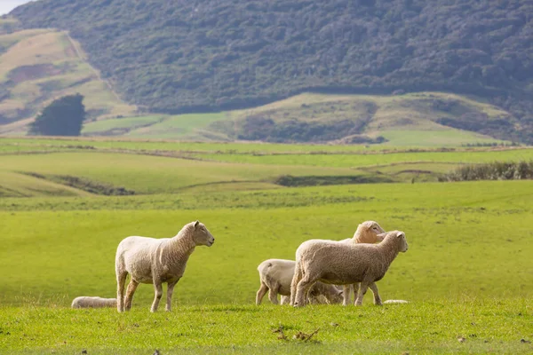 Lampaita Vihreällä Vuoristoniityllä Maaseutu Uudessa Seelannissa — kuvapankkivalokuva