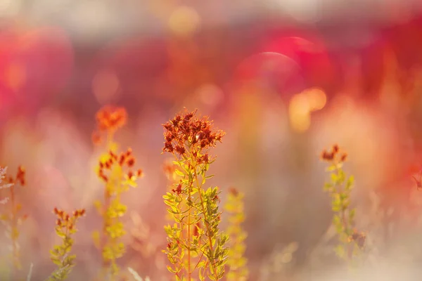 Slunečný Den Květinové Louce Krásné Přírodní Pozadí — Stock fotografie