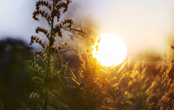 Çiçek çayırında güneşli bir gün. Güzel doğal arkaplan.
