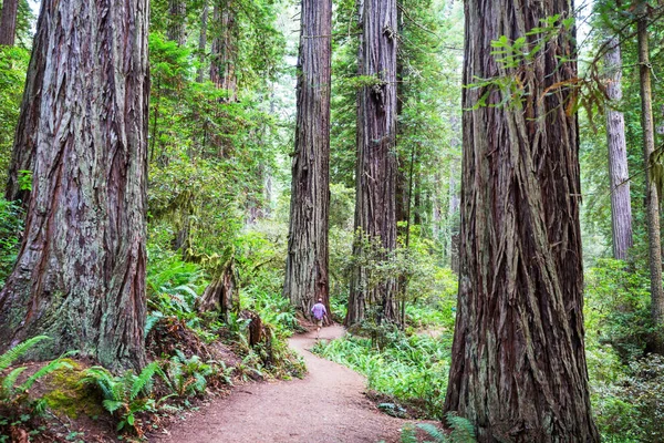 Sequoias Bos Het Zomerseizoen — Stockfoto