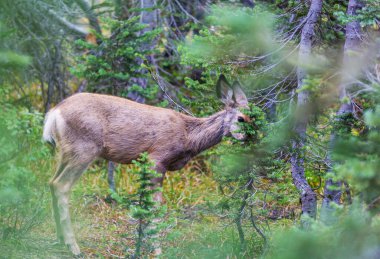 Yeşil çayır geyiği, ABD