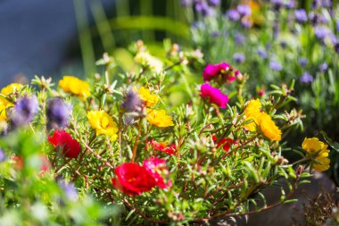 Yaz bahçesinde inanılmaz taze çiçekler.