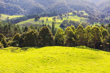 Yeni Zelanda 'nın güzel kırsal manzarası - yeşil tepeler ve ağaçlar