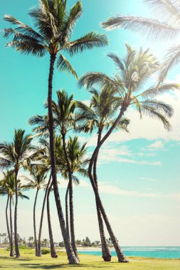 Hawaii, Oahu adasındaki güzel manzaralar.