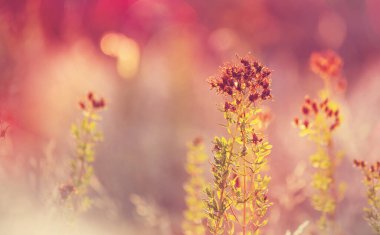 Çiçek çayırında güneşli bir gün. Güzel doğal arkaplan.