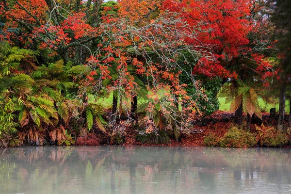 Hermosos Árboles Coloridos Parque Otoño — Foto de Stock