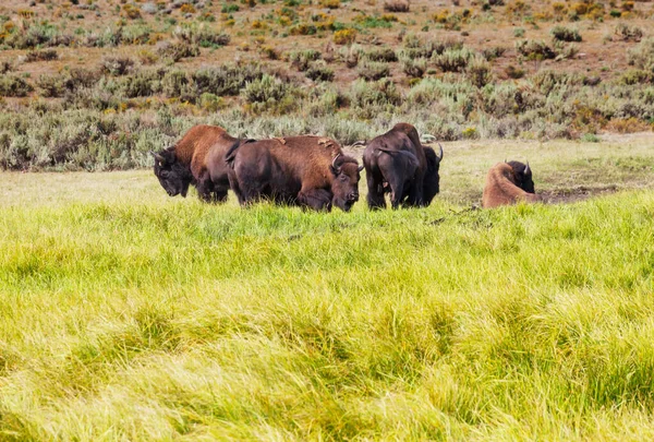 Wild buffalo  in Yellowstone National Park, USA